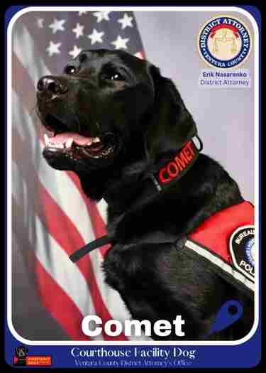 Photo of Comet, a Courthouse dog