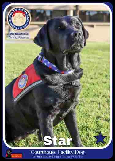 Photo of Star, a Courthouse dog