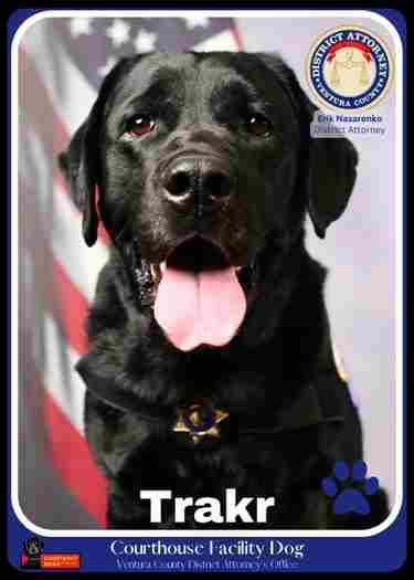 Photo of Trakr, a Courthouse dog